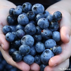 B-Berry – blauwe bessen